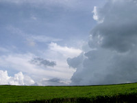 Tea Plantation